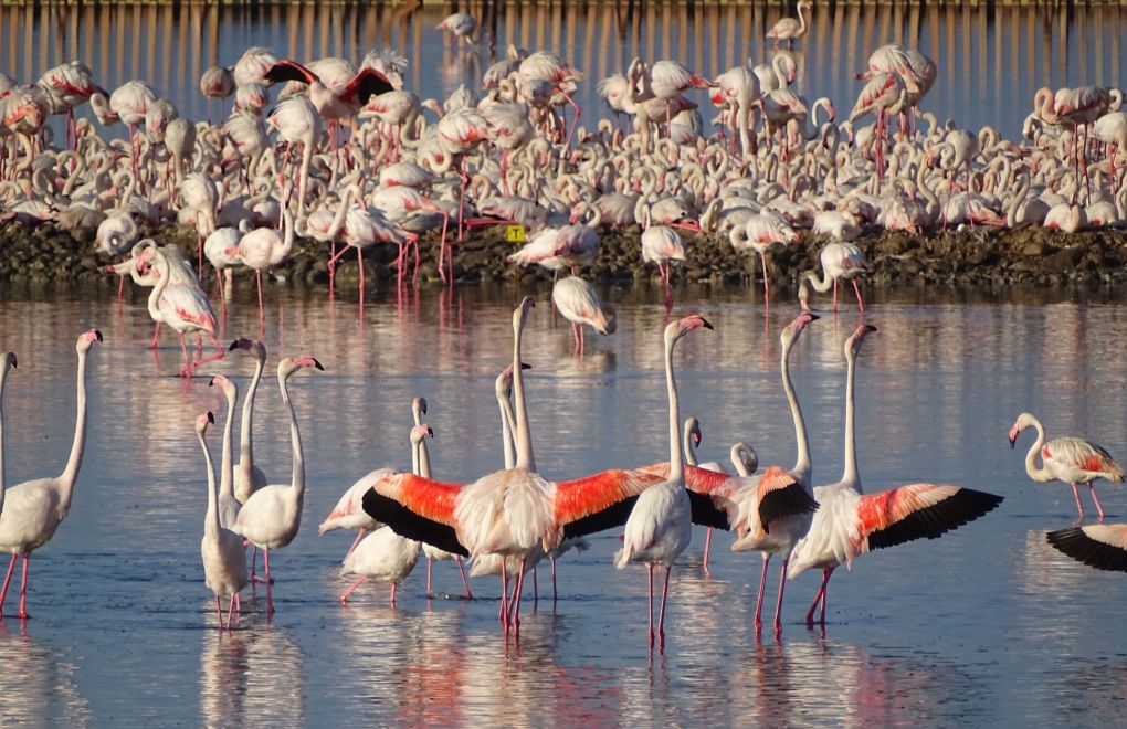 İzmir'in flamingo yavruları yumurtadan çıkmaya başladı