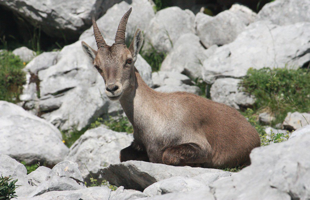 Permission for killing 45 wild goats, a vulnerable species