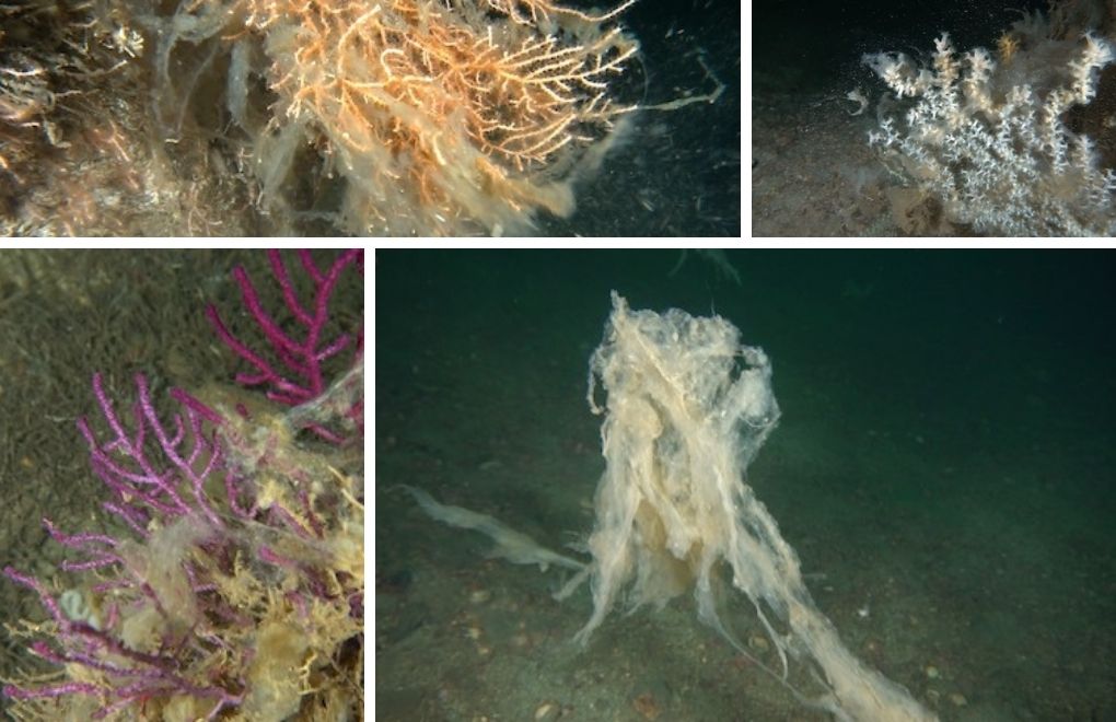 Bottom of Sea of Marmara also covered with sea snot, underwater photos show