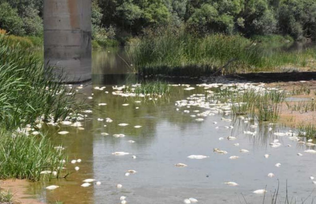 Fish die-off in Kızılırmak River: Lack of oxygen due to drought