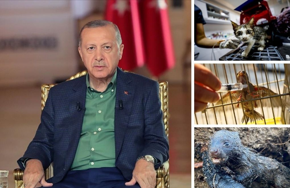 Erdoğan speaks about fires: Cattle, sheep, white meat… We will pay for them all