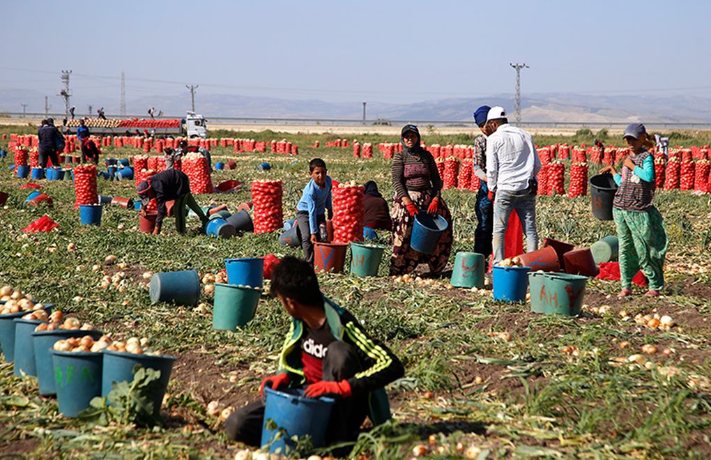 Child labor in Turkey: Agricultural worker loses her life
