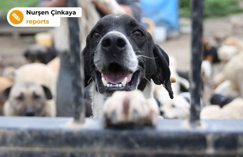 Dozens of dead animals found near animal shelter in İstanbul