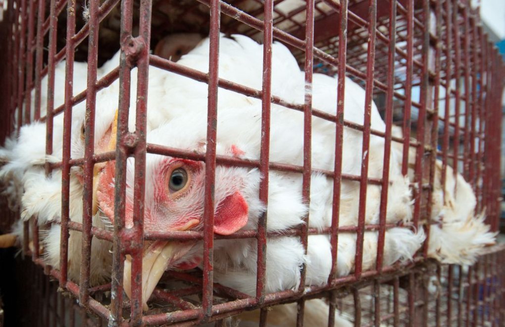 Firmalar kafes tavuklarının yumurtalarını kullanmayı bırakıyor