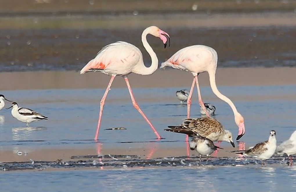 Van Gölü Havzasındaki kuraklık kuşların yaşam alanlarını daralttı