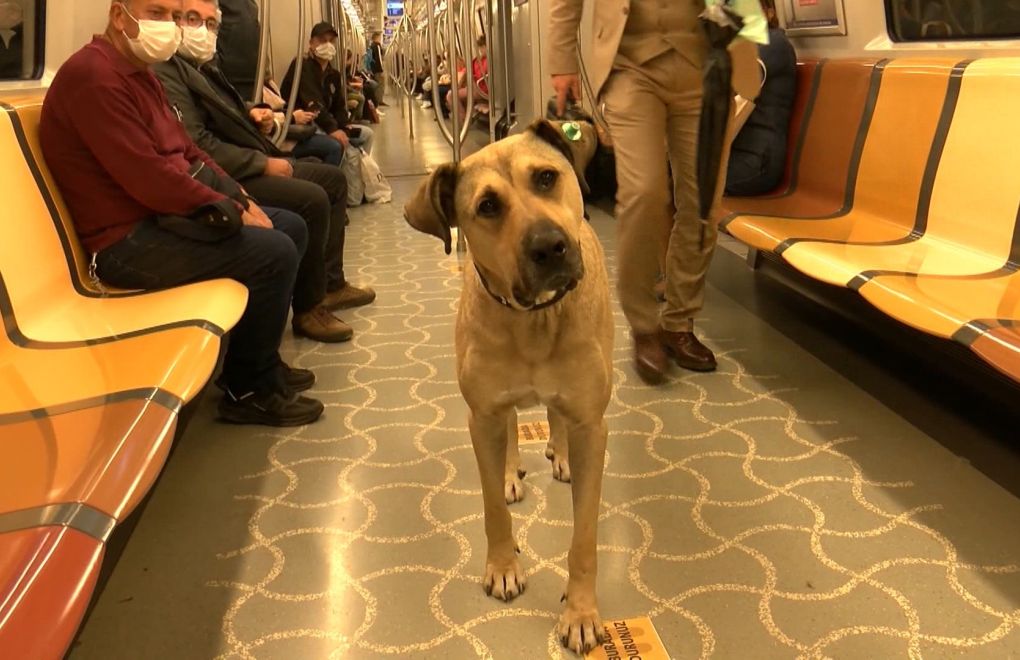 Urban dog Boji travels on İstanbul’s public transport system: 29 stations in a day