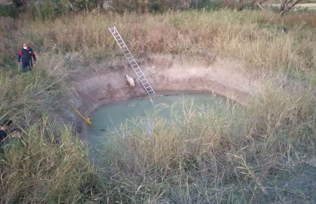 Child dies in an irrigation pool while trying to rescue a sheep 