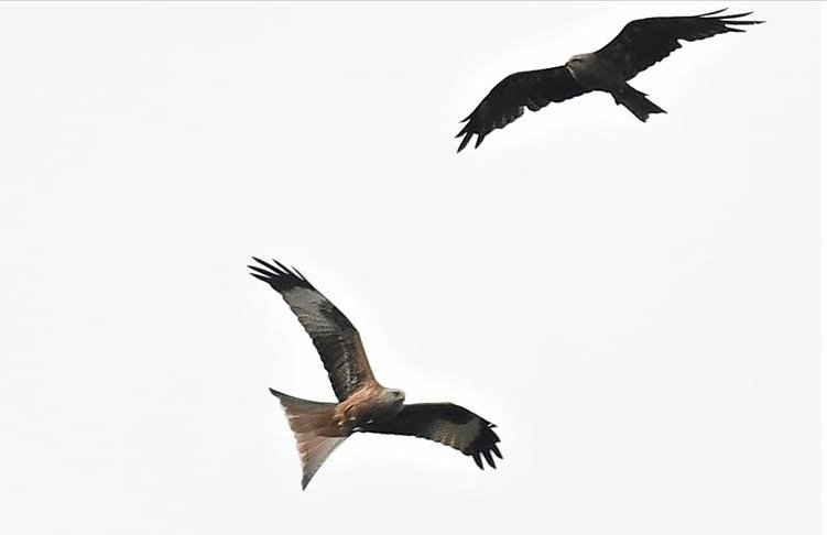 Bird observer spots rare kite bird in İstanbul