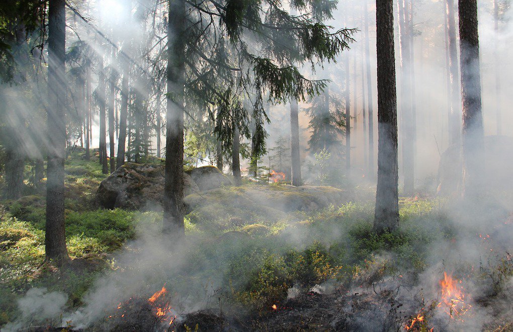 Orman yangınları bu yıl emisyon rekorları kırdı