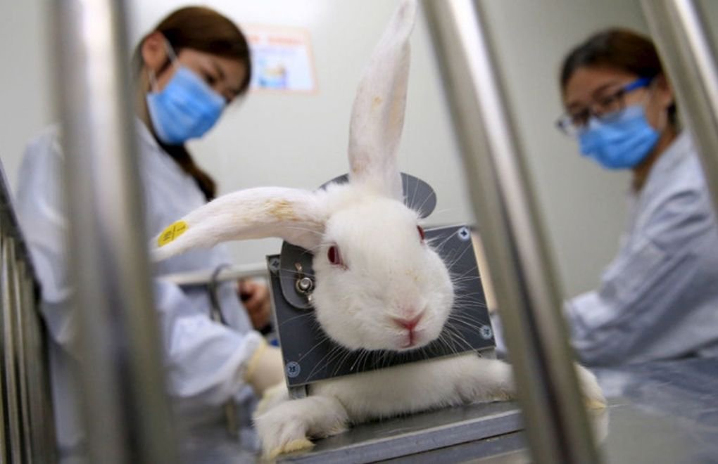 Mahkeme: Hayvan Deneyleri Kurulu seçimi hukuka aykırı
