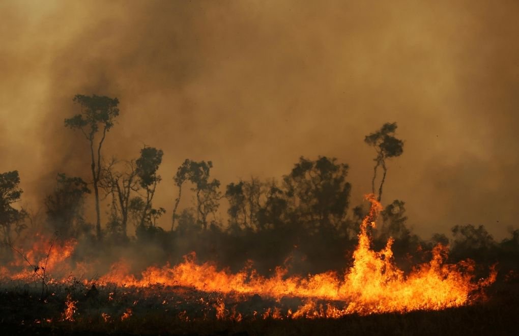2020 Brezilya yangınları: 17 milyon hayvan hayatını kaybetti