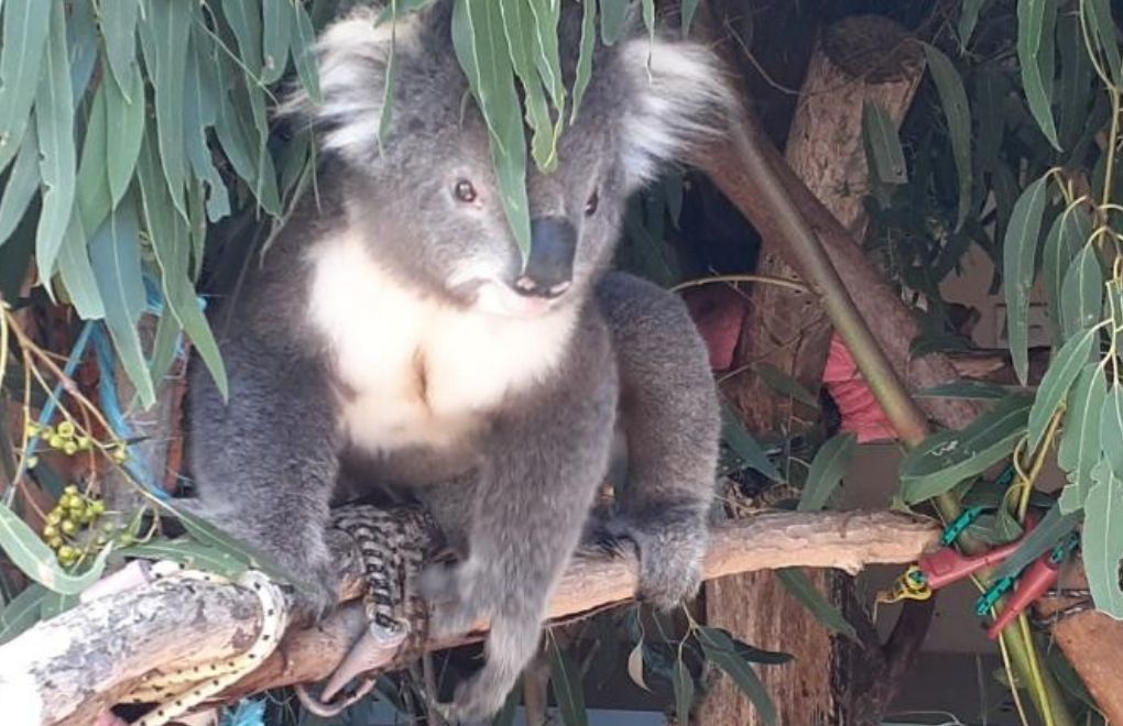Avustralya: Koala Soykırımı davası 