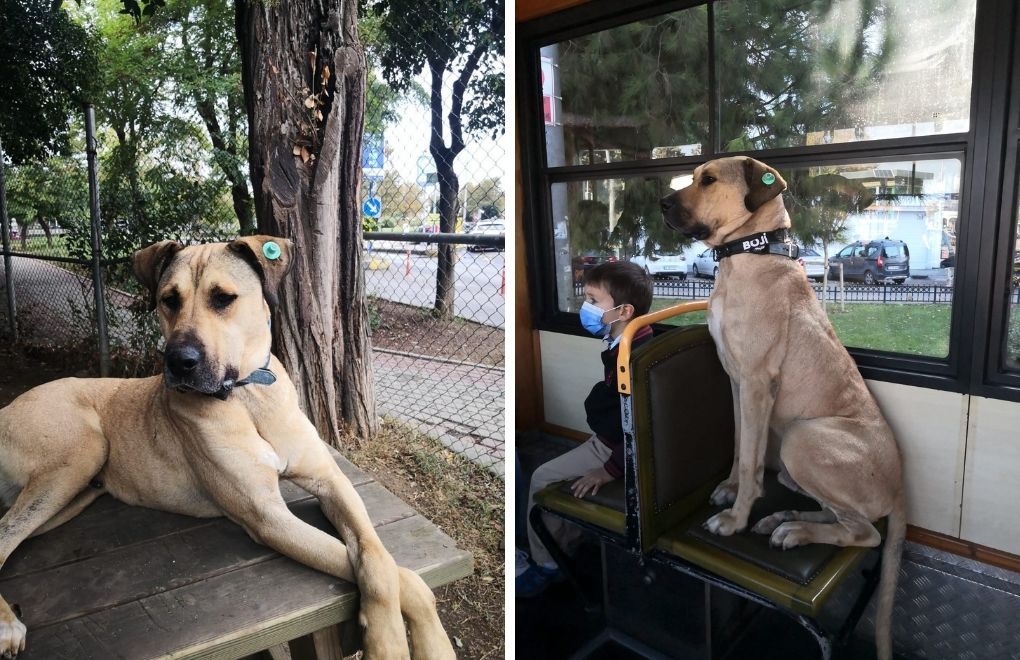İstanbul’un gezgin köpeği Boji sahiplendirildi