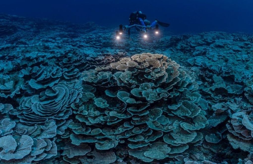 İklim krizinden etkilenmemiş bir mercan resifi bulundu