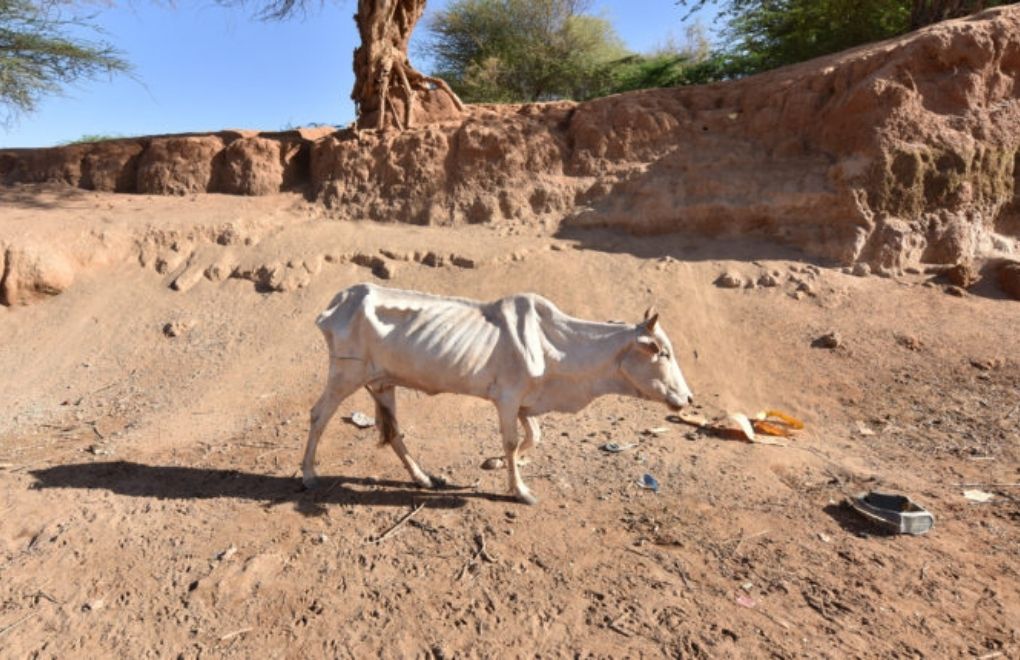 Tanzanya’da kuraklık: 1 ayda 62 bin hayvan hayatını kaybetti