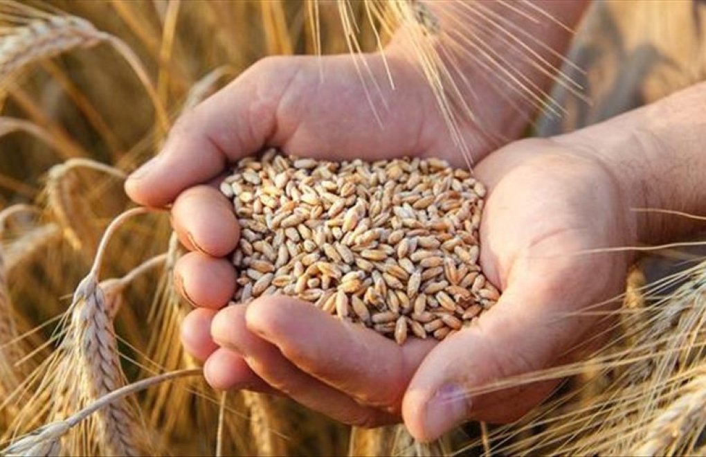 Buğdaysız kalabiliriz: Acil önlem alınmalı