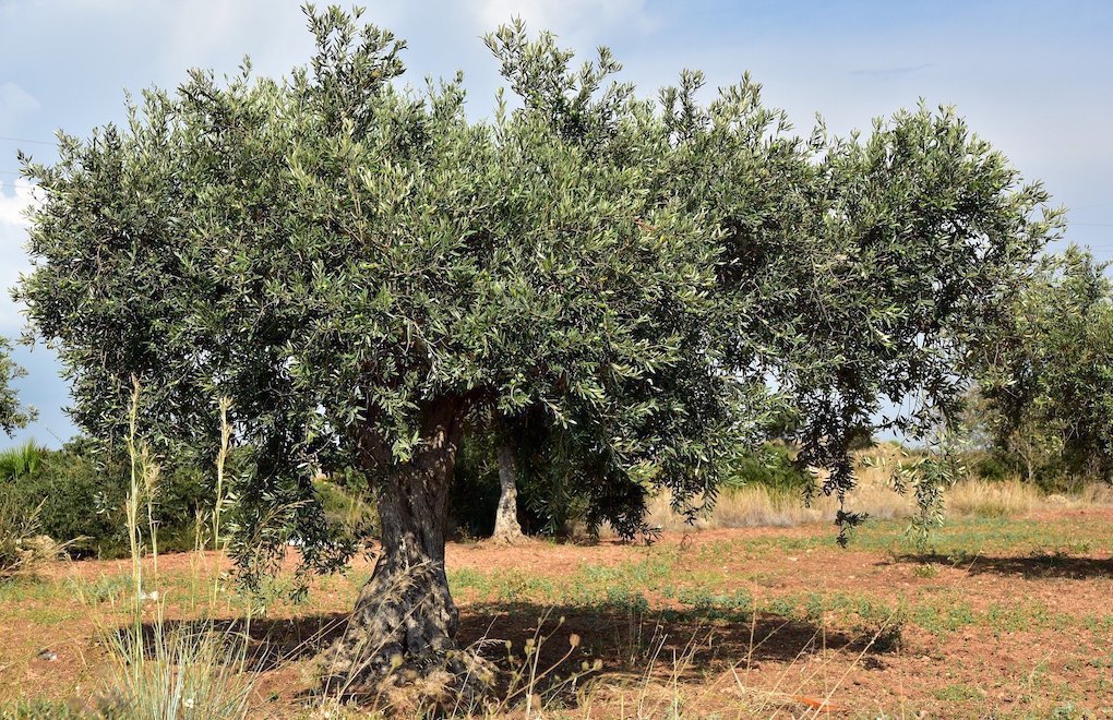 'Don't touch my olive': Ecology, agriculture groups oppose new mining regulations