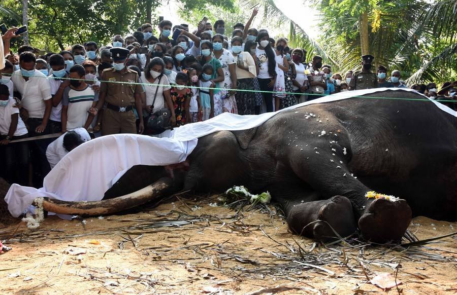 Sri Lanka'nın 'en kutsal fili' Raja 68 yaşında öldü