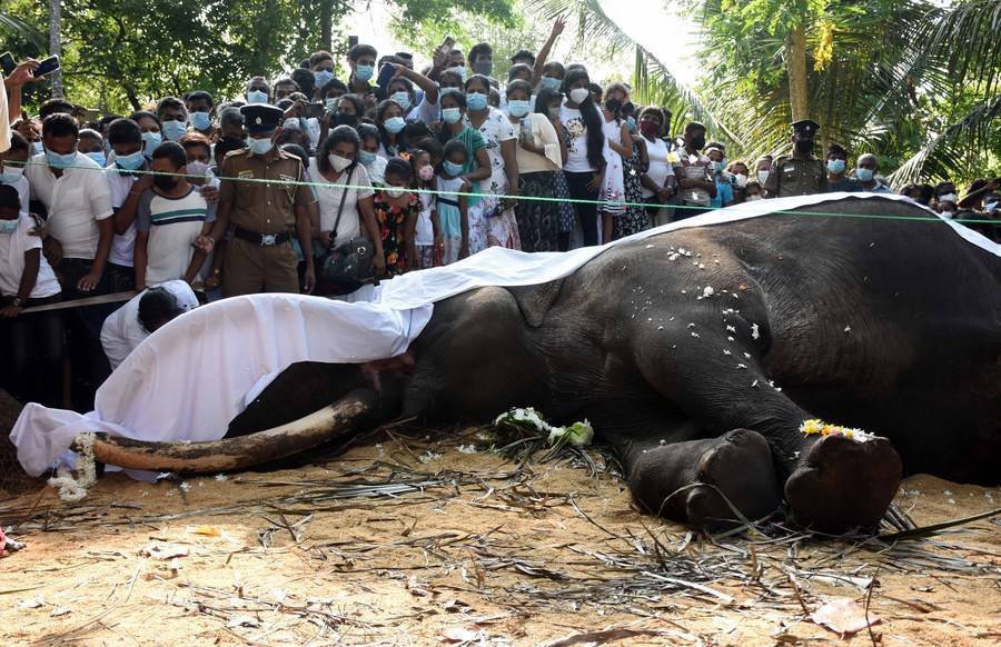 “Pîroztirîn” fîla Srî Lankayê di 68 saliya xwe de miriye