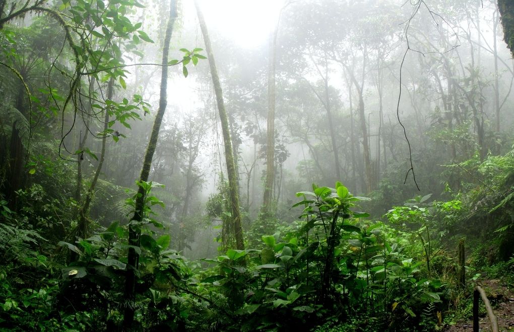 Amazon yağmur ormanlarında toplu ağaç ölümleri görülebilir