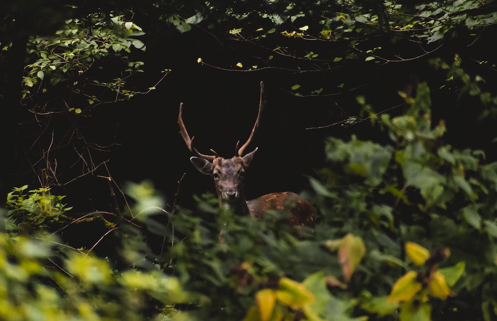 Court cancels tender for hunting red deers in Bolu