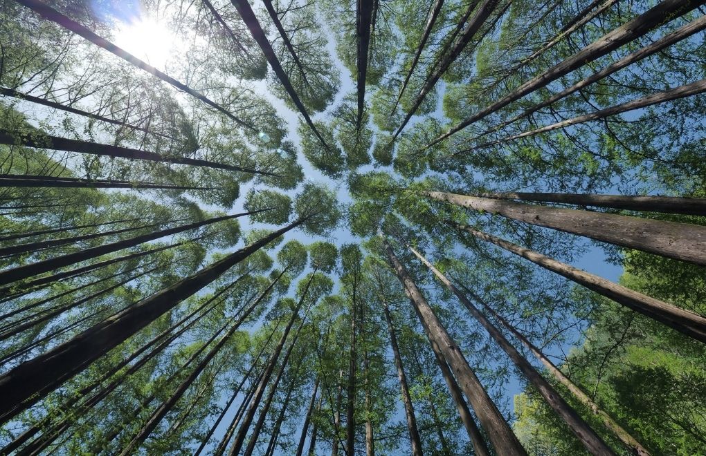 Ormanların iklim kriziyle mücadelede etkisi sanılandan büyük