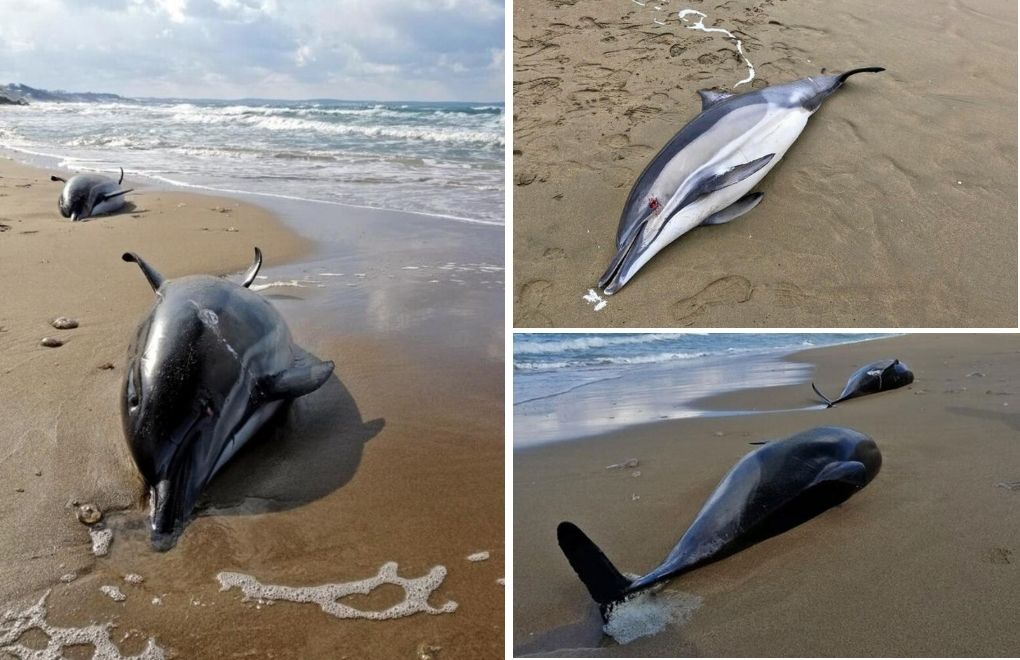 More than 80 dolphins killed off Turkey's Black Sea coast in a month