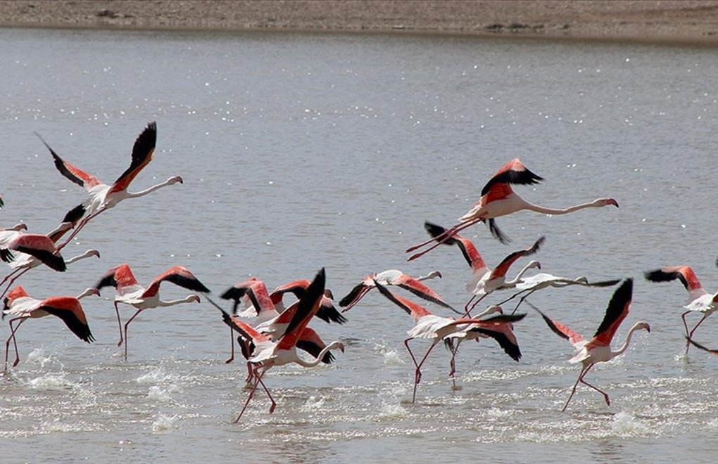Flamingolar doğal kuluçka alanı Tuz Gölü'nde
