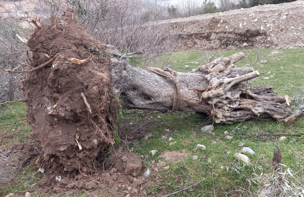 Mining company uproots olive trees in Muğla as locals protest, attacked by security guards
