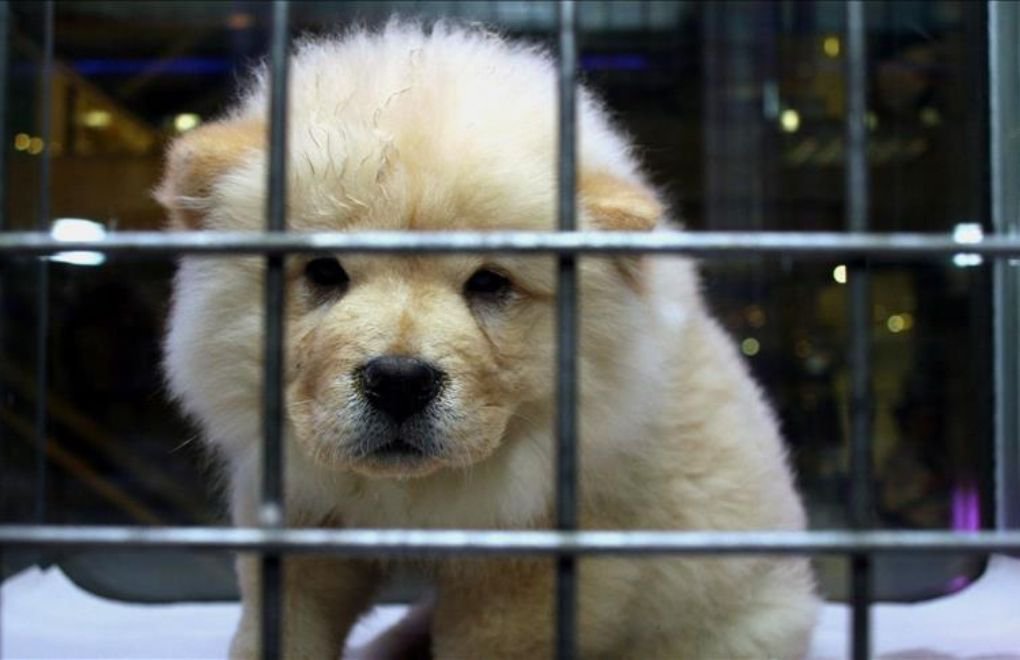 Exhibition of pets prohibited but sales continue: 'This cruelty must end all together'