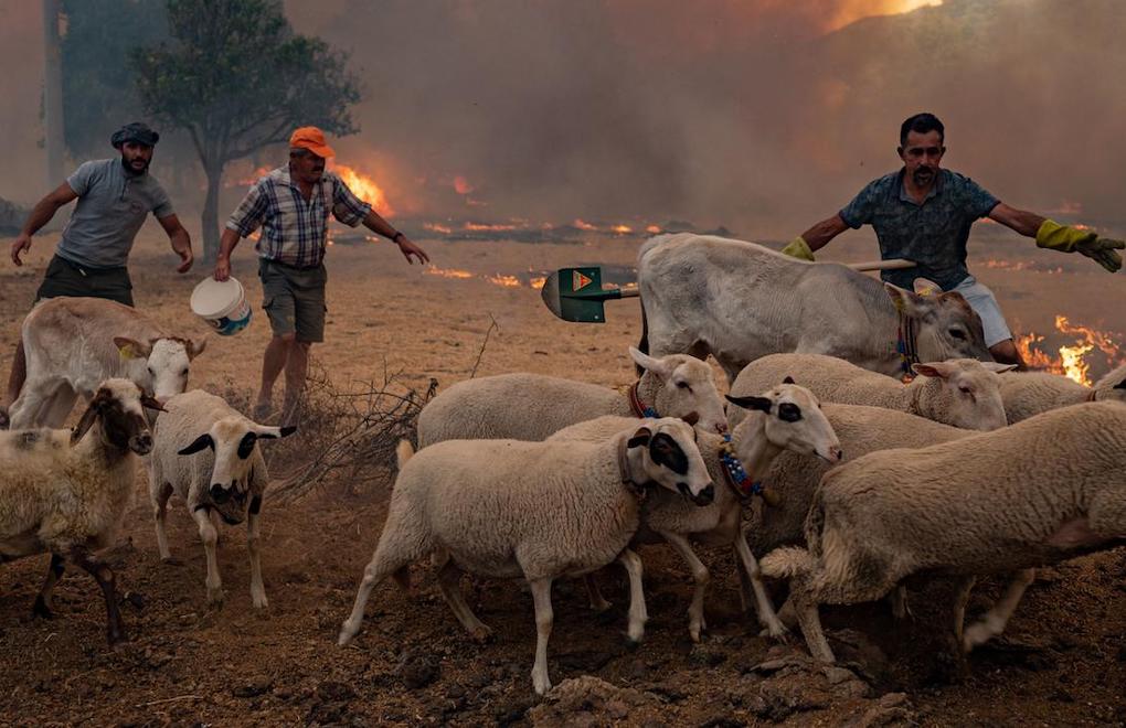 Son 10 yılın orman kayıplarının yüzde 65'i 2021 yangınlarından 