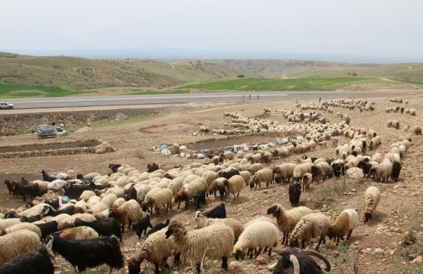 Shepherds 'not allowed to pasture animals' due to military operation into KRG
