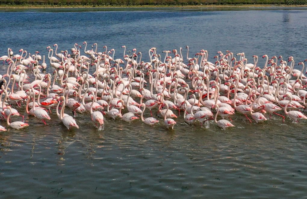 Nearly 1,900 flamingo chicks hatched in Turkey's Lake Tuz in 2021
