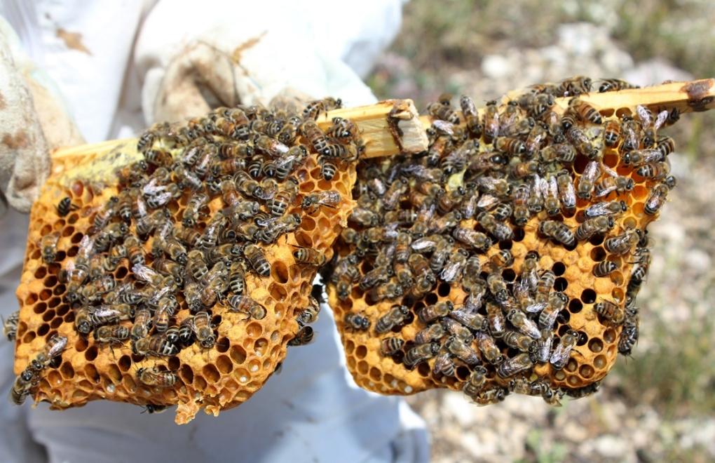 4 milyon arı öldü, kraliçe arılar çalındı