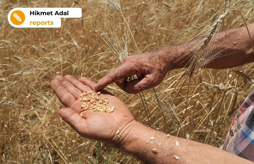 Is a wheat crisis on Turkey's doorstep?