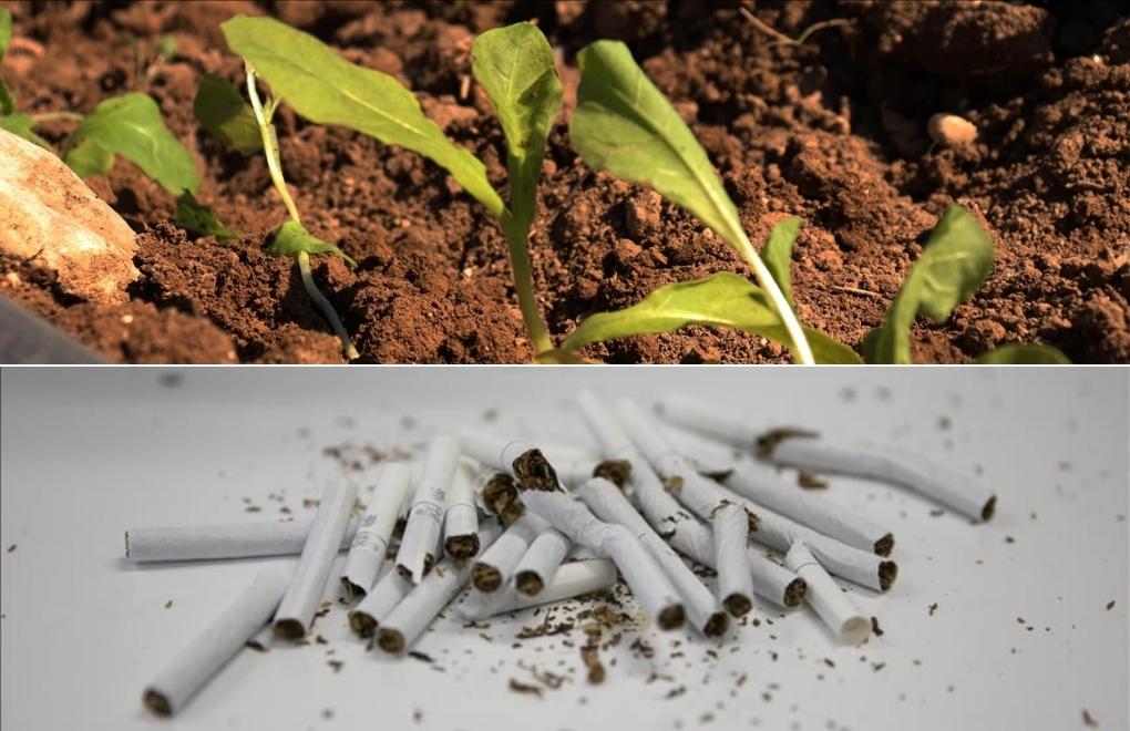 Tütün yetiştirmek için her yıl 3,5 milyon hektar alan yok ediliyor