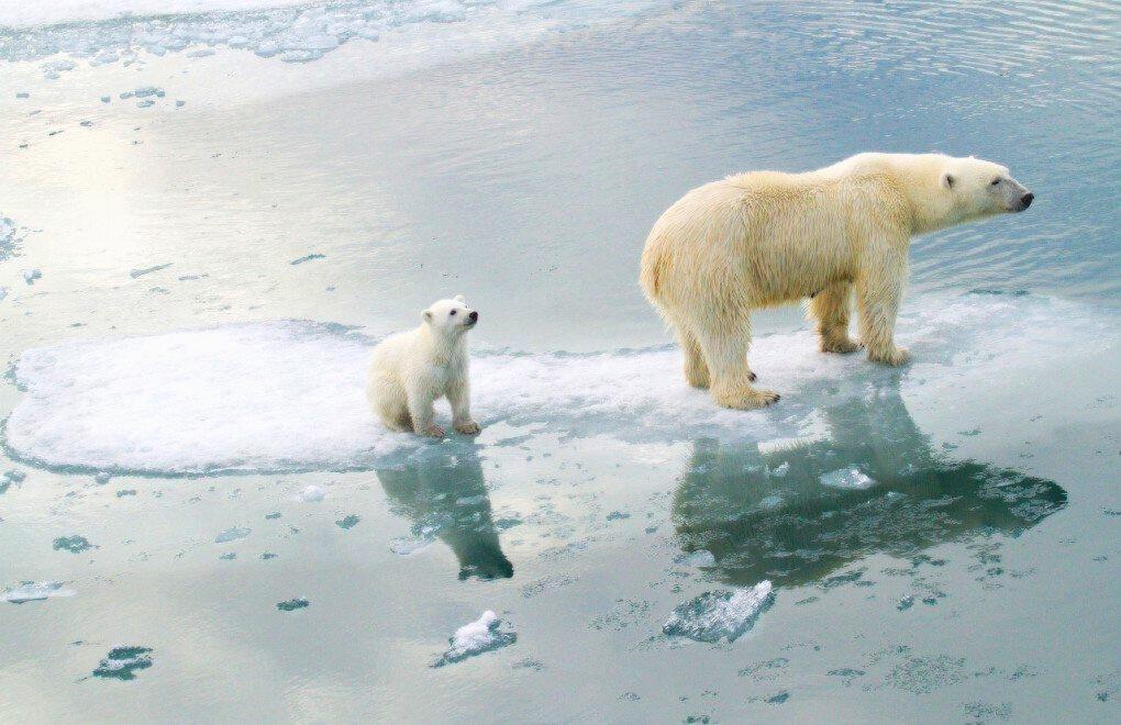 Kutup ayıları, iklim krizi yüzünden avlanma yöntemlerini değiştirdi