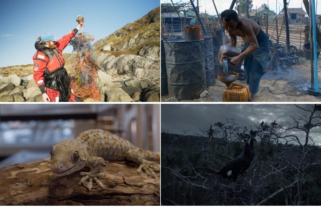 Documentarist’ten ekoloji filmleri | Yok Oluş İsyanı