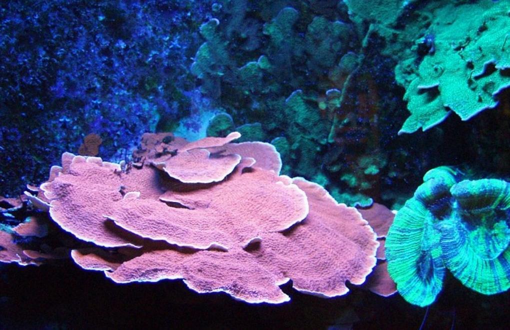 İklim krizi ve plastik atıklar, mercan resiflerini yok ediyor