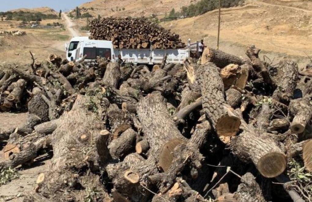 Şırnak Barosu: “Yüzlerce ton asırlık ağaçlar keyfi bir şekilde yok ediliyor”