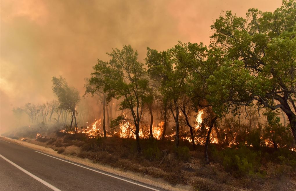 Akdeniz’de orman yangınları: “Daha önce hiç böyle bir şey görmemiştim”