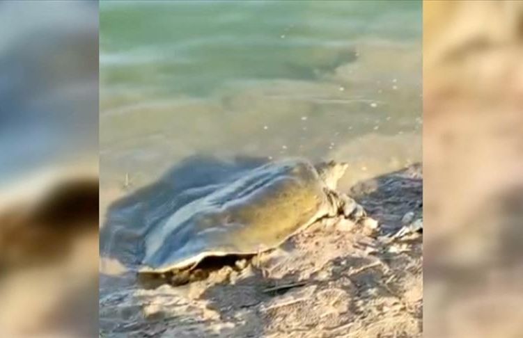 Fishers spot endangered turtle in Adıyaman