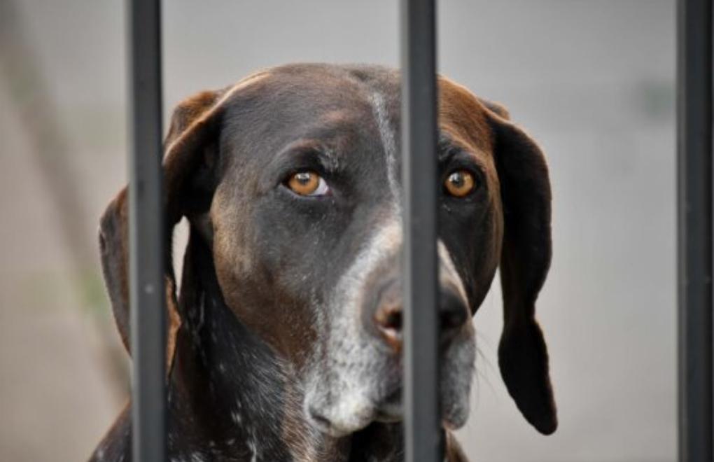 İzmir Barosu'ndan açıklama: “Bayındır'da yüzlerce köpek katledildi”
