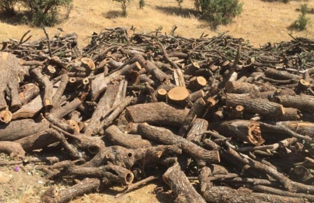 Süryani köyündeki ağaç kesiminin gerekçesi: Askeri kule yapımı