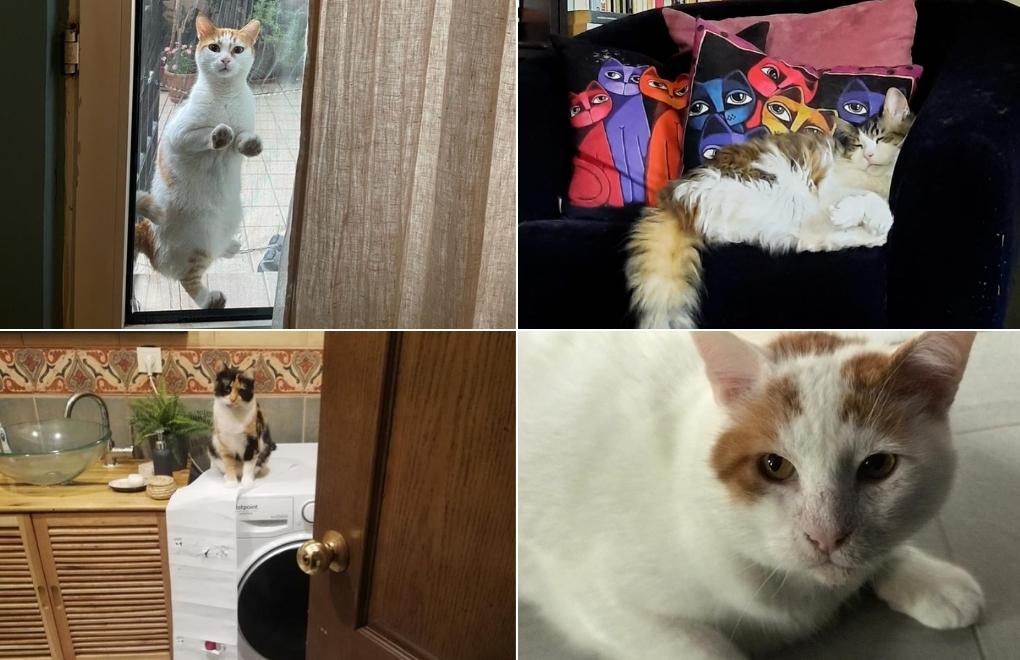 Polonya: "Cinsê pisîkan, cinseke biyanî û dagirker e"