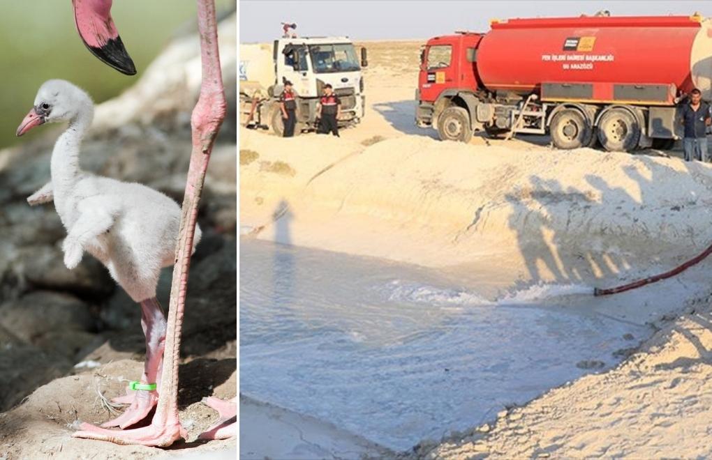 Authorities adding water to Türkiye's largest saline lake to prevent baby flamingo deaths