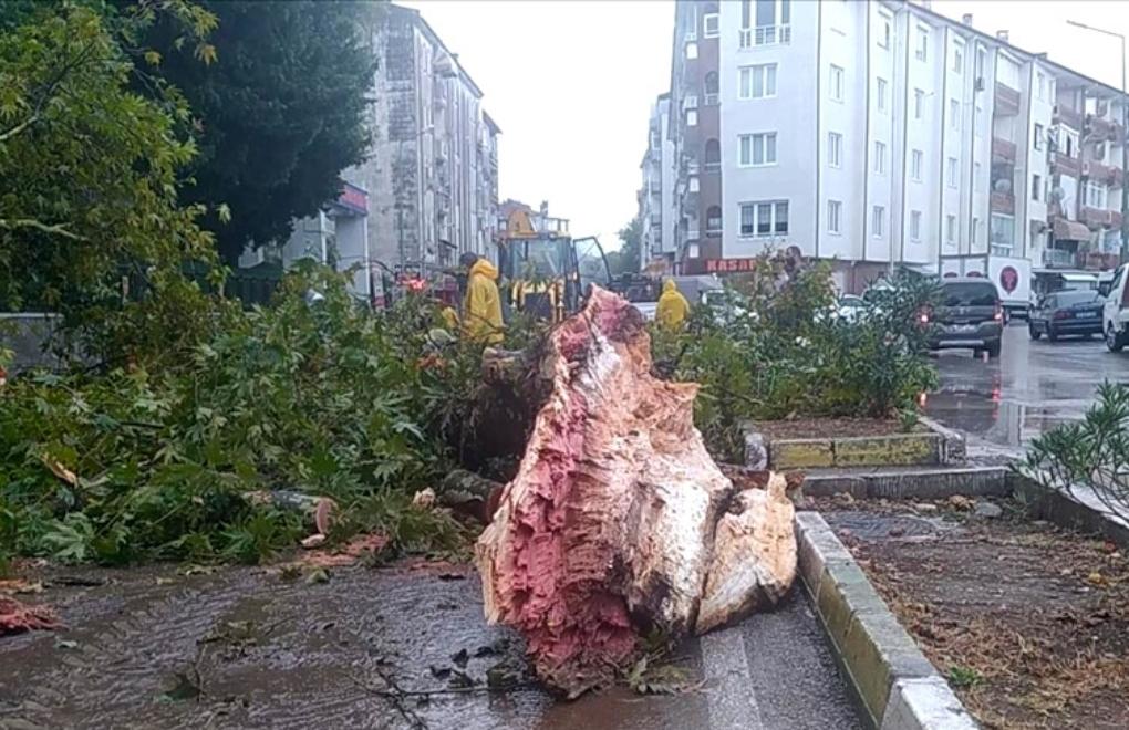 Bursa ve Yalova'da sağanak yağış ve rüzgar nedeniyle ağaçlar devrildi