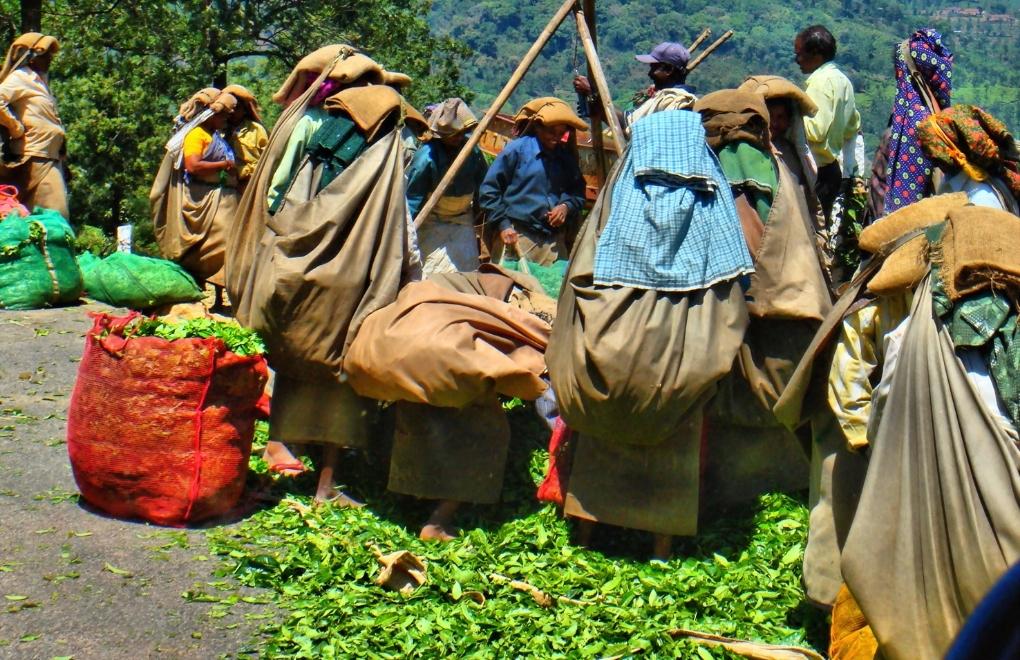 Bangladeş’te 150 bin çay işçisi greve çıktı