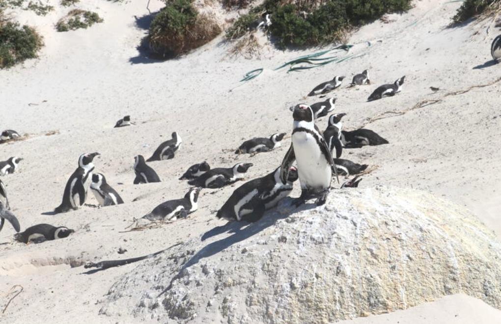 Yakıt ikmali nedeniyle Afrika penguenlerinin nüfusu tehlikede