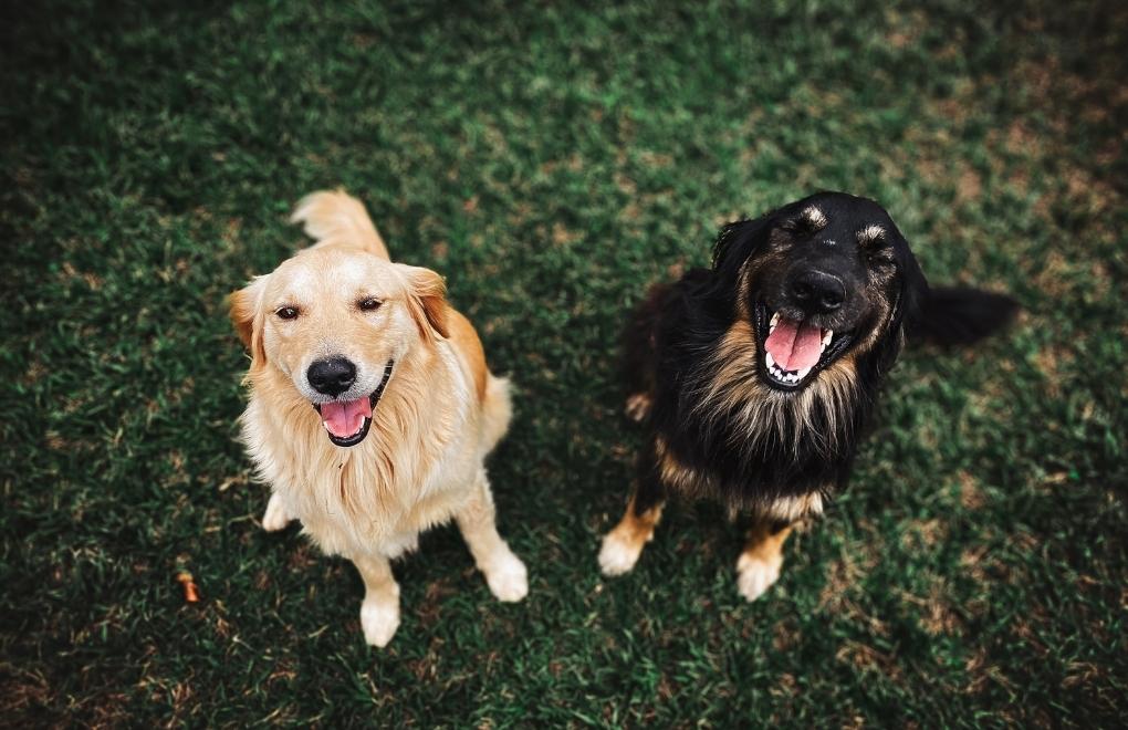 Köpekler, sevdikleri insanları görünce sevinçten ağlıyor